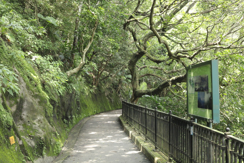 Lugard Road along the forest