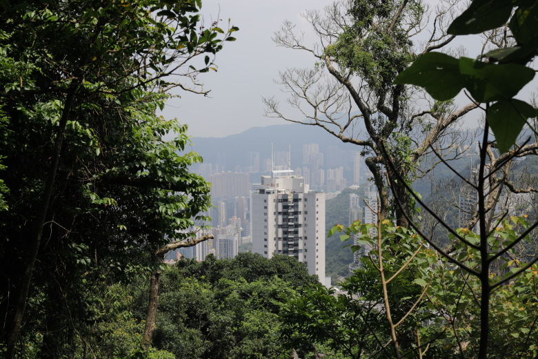 Part of city seen through forest
