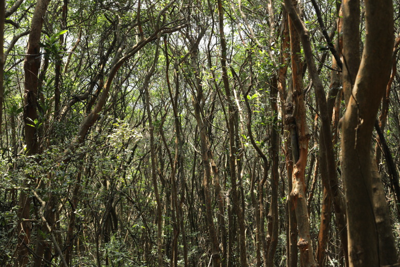 Dense forest