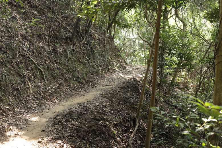 Forest path