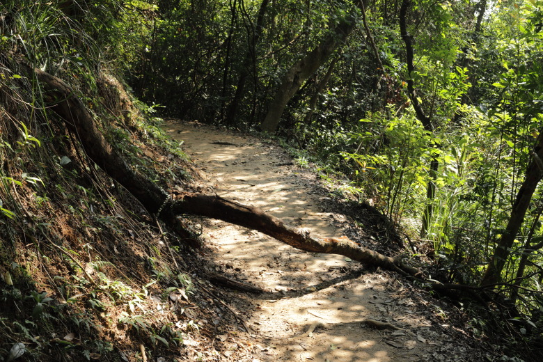 A tree lying across the trail