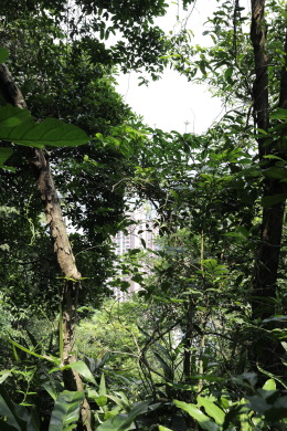Building seen through dense forest