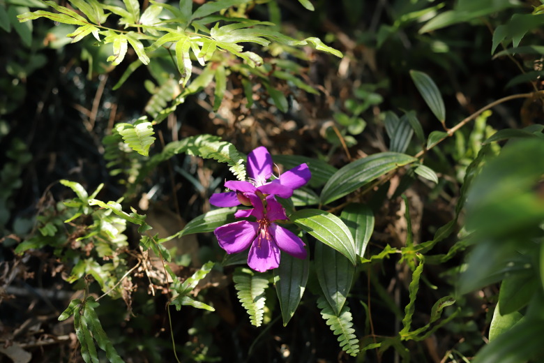Flowers of a Hong Kong Orchid Tree