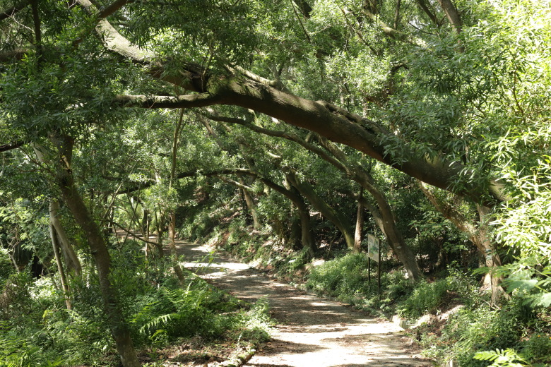Path through forest