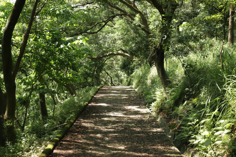 Path through forest