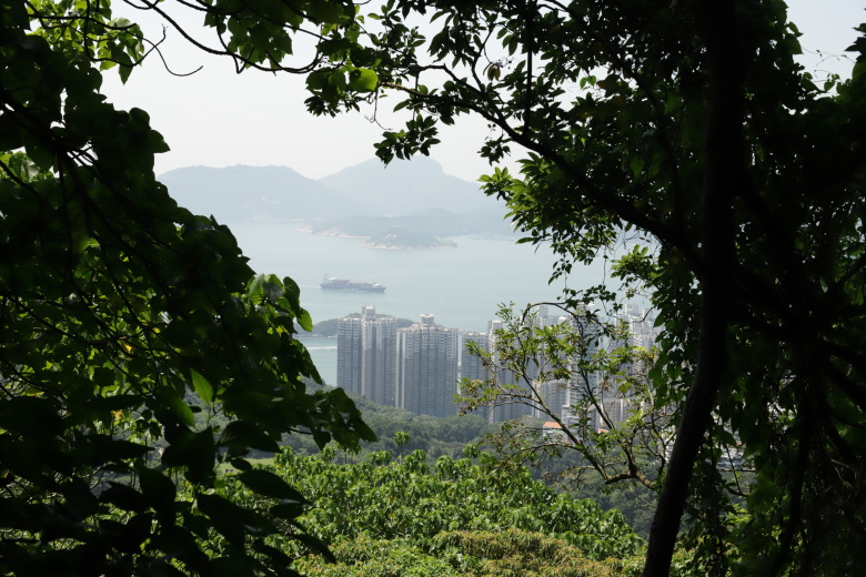 Looking through forest