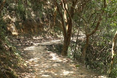Forest trail